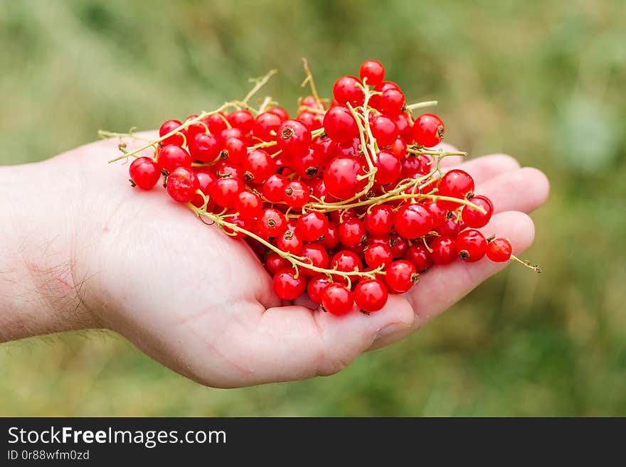 Hand holding fresh berries, Ripe red currant, juicy fruit