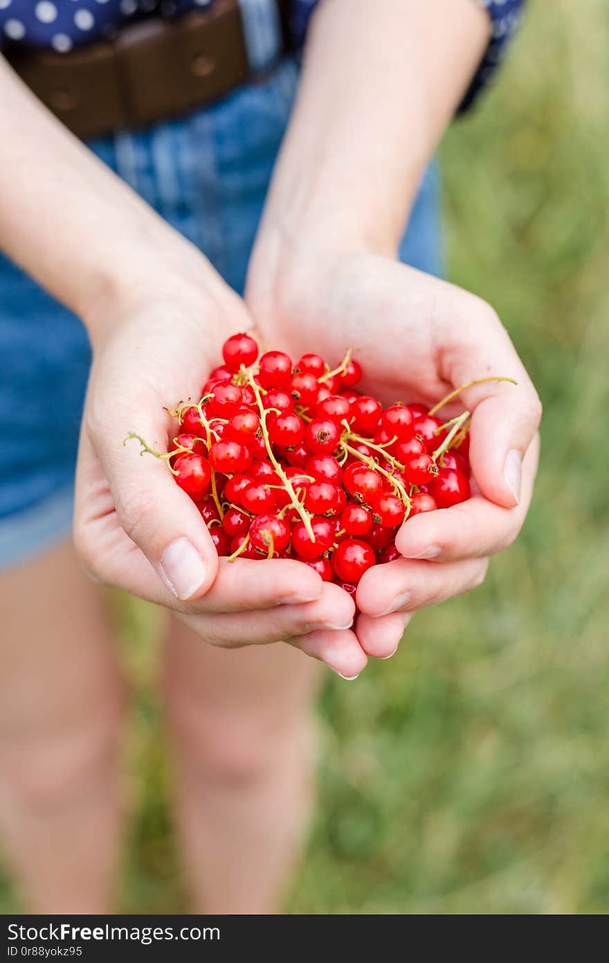 Hands Holding Fresh Berries, Ripe Red Currant, Juicy Fruit