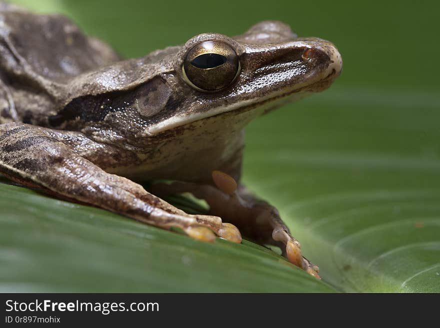 Common Southeast Asian Tree Frog - Polypedates leucomystax, indonesia