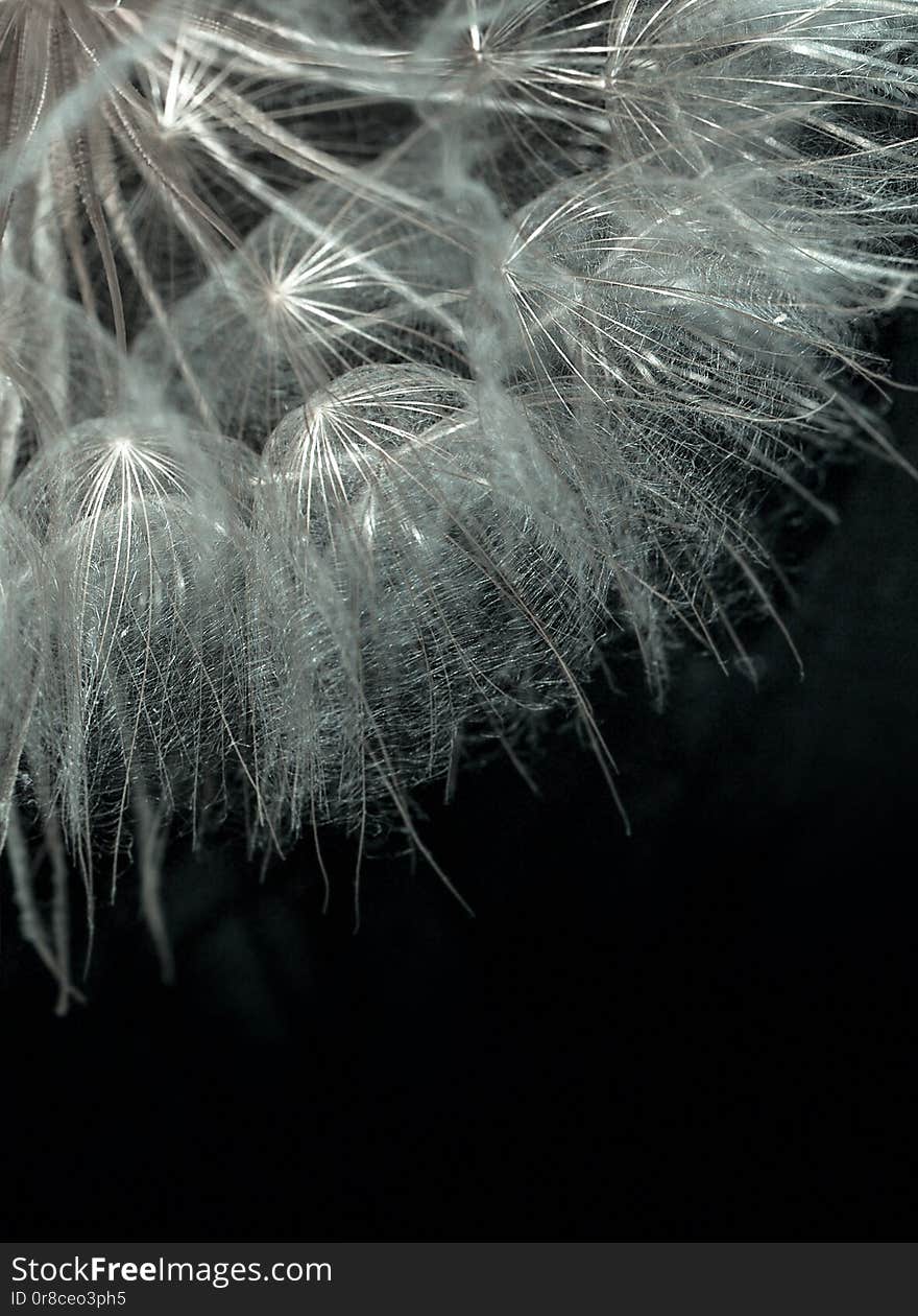 Dandelion seed close-up on black background