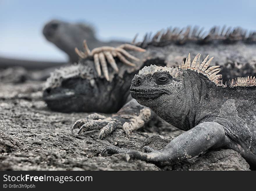 Galapagos Islands animals. Iguana lying in the sun on rock. Marine iguana is an endemic species in Galapagos Islands. Animals, wildlife and nature of Ecuador. Galapagos Islands animals. Iguana lying in the sun on rock. Marine iguana is an endemic species in Galapagos Islands. Animals, wildlife and nature of Ecuador