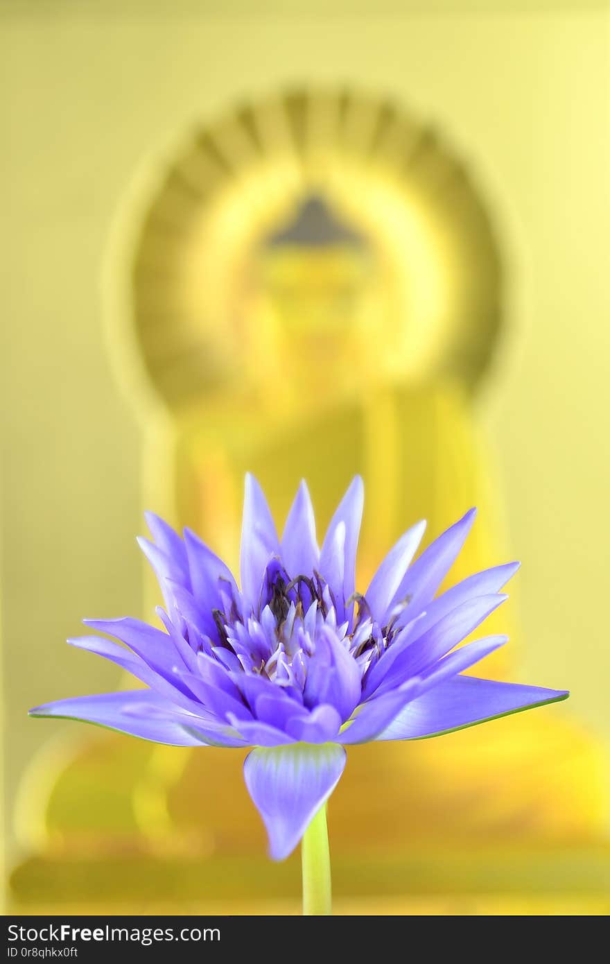 Beautiful Purple  Lotus Flower on buddha statue background