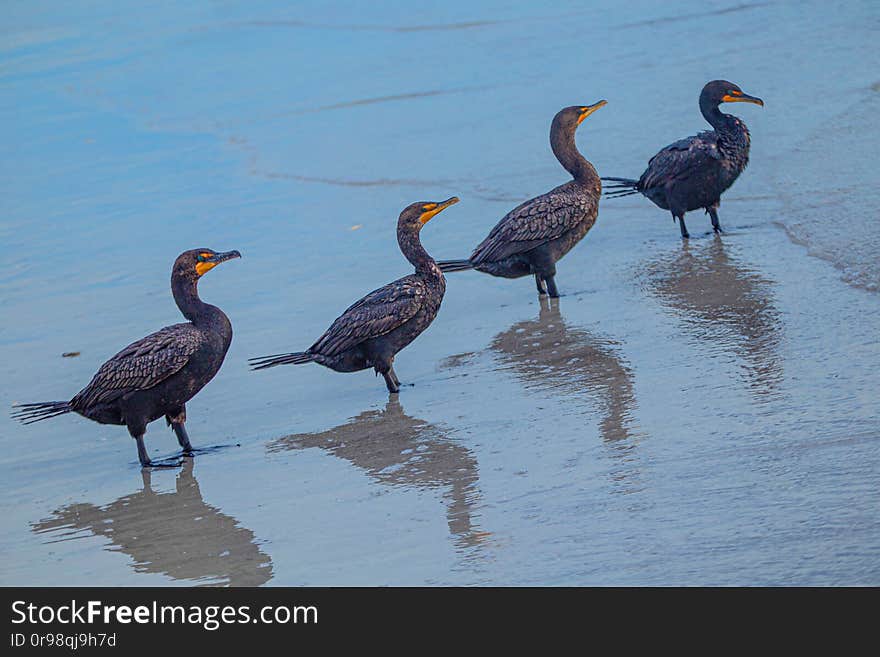 Cormorants All Lined Up, Indian Rocks Beach, Florida