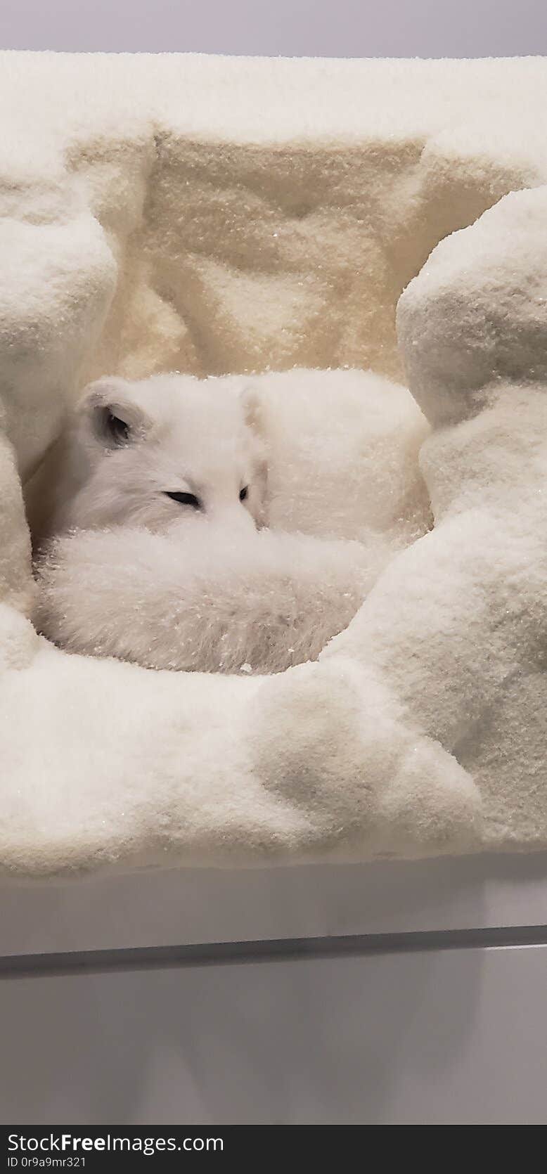 White fox. Cute, fake, fuzzy, grown