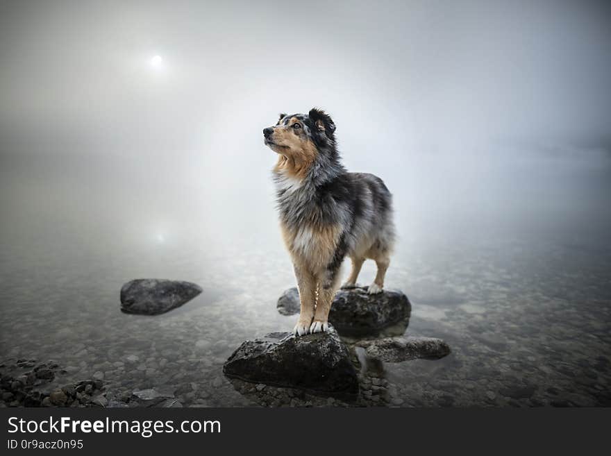 Australian shepherd is standing at a rock in a lake. Beautiful dog in amazing landscape.