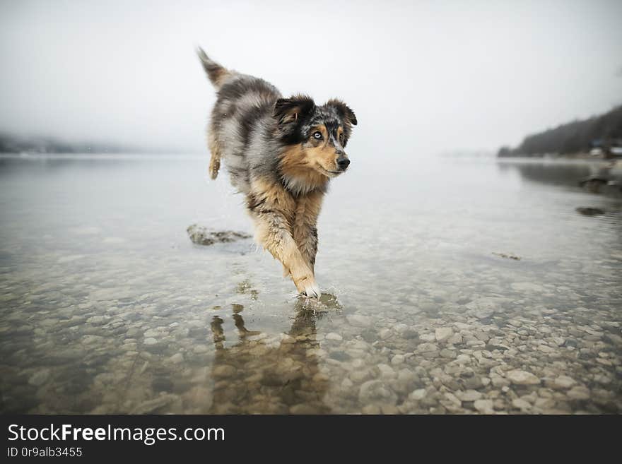 Australian shepherd is running through a lake. Beautiful dog in amazing landscape.