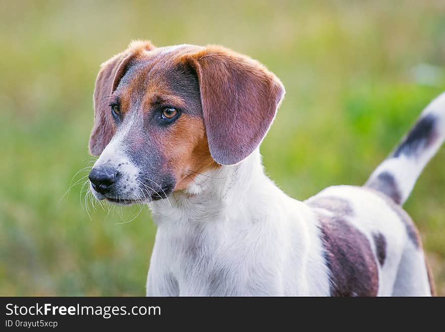 Dog of breed estonian hound   looks forward_