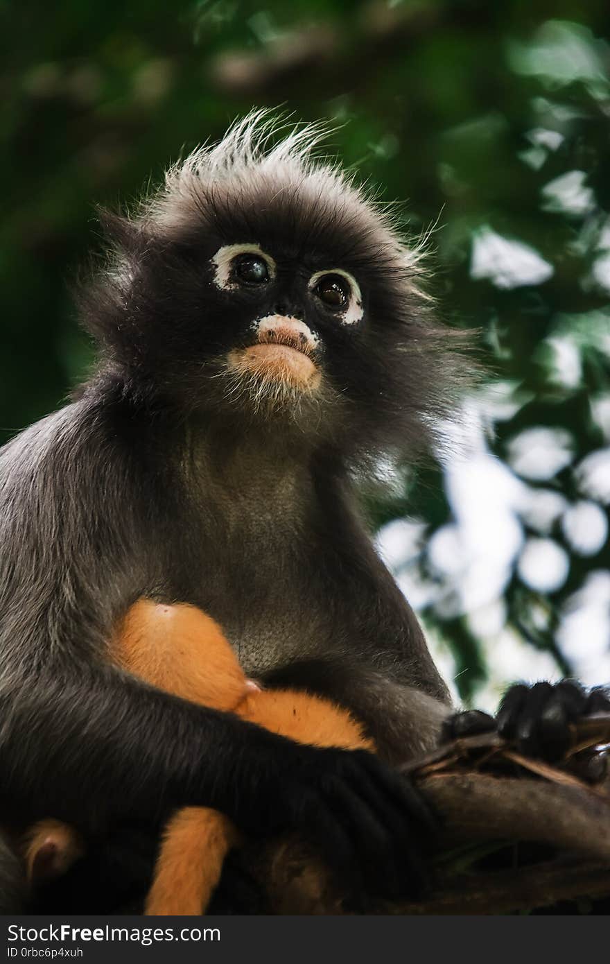 Dusky leaf monkey in Thailand .