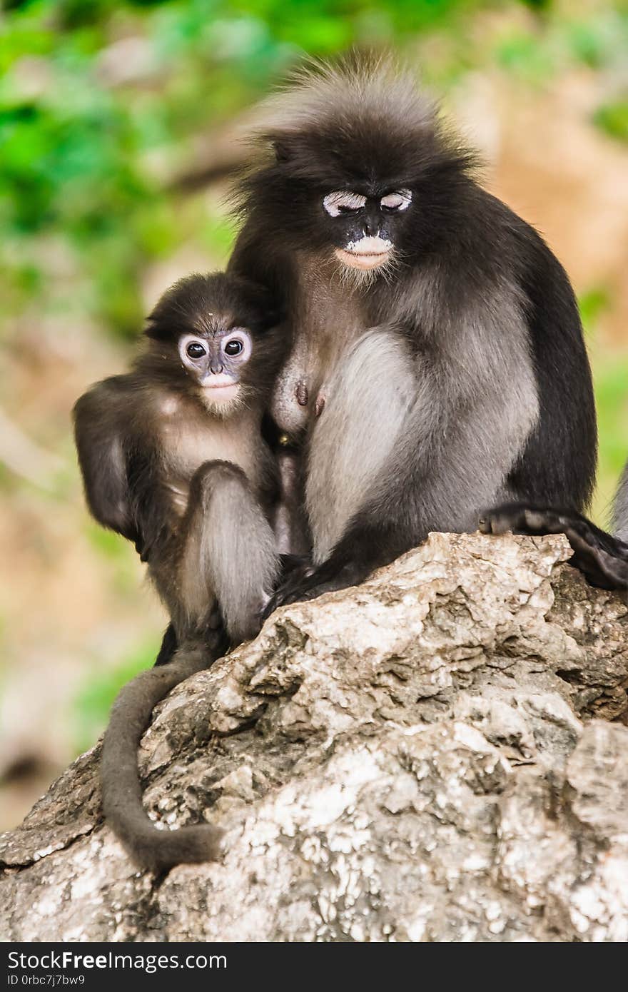 Dusky leaf monkey in Thailand .