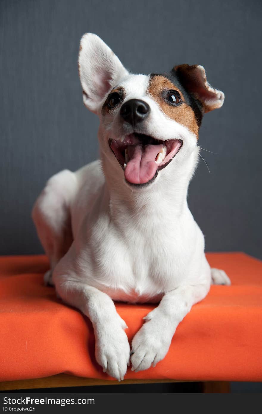 Jack russell terrier lying on dark background. Smiling dog.