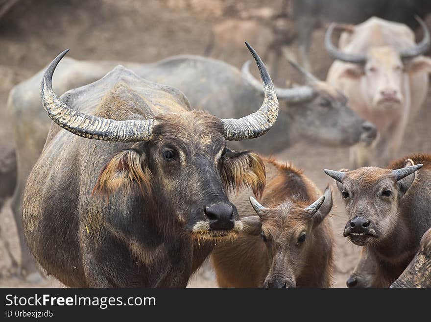 A close up image of Water Buffalo in Thailand