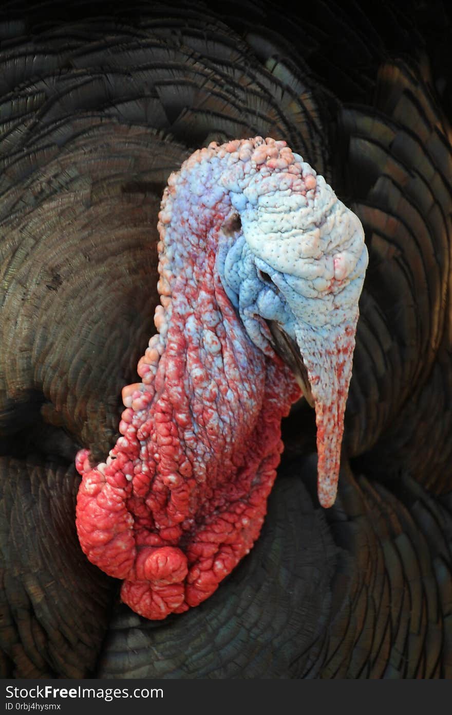 Male Turkey Meleagris