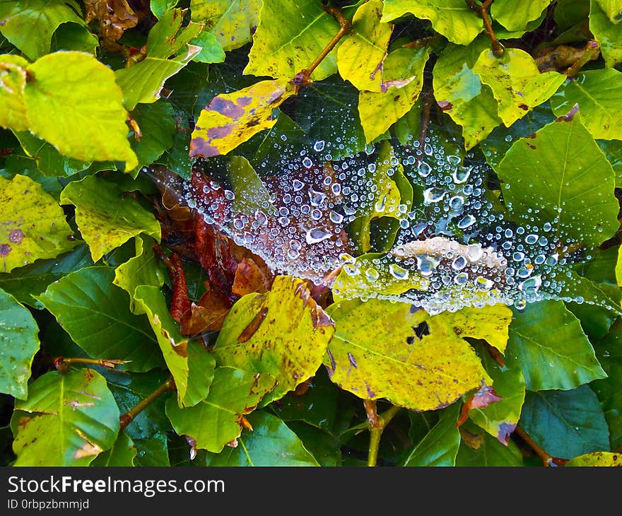 Spider web with dew