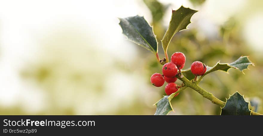 Holly plant with red berries