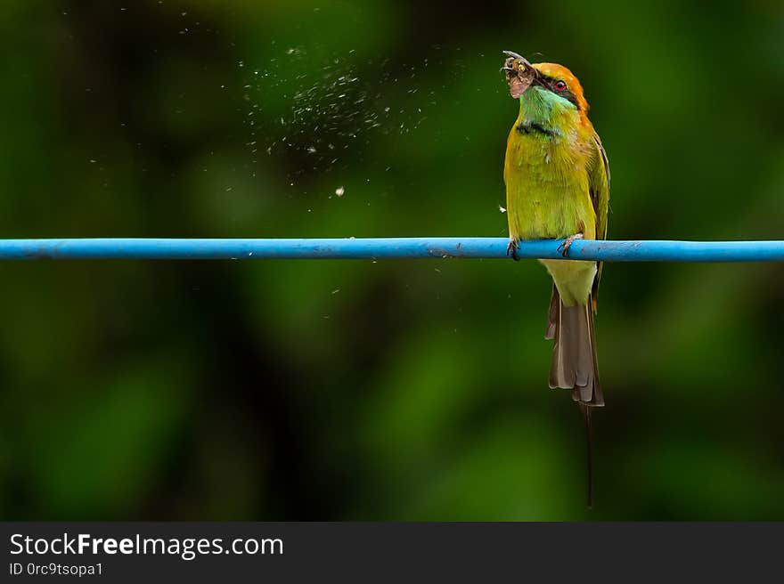 Green Bee-Eater perching on blue electrical wire, holding a moth in the beak for food, Chiang Mai, Thailand