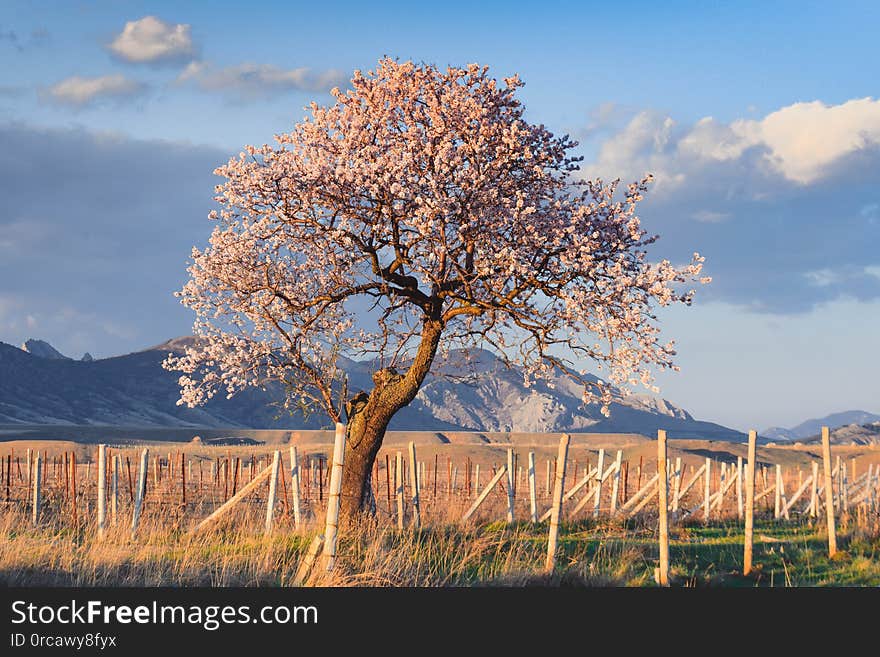 Spring and flowers on the trees, background, nature, blossom, beautiful, cherry, beauty, bloom, springtime, natural, blooming, pink, sun, sunny, sky, blossoming, season, march, plant, floral, botany, petal, color, april