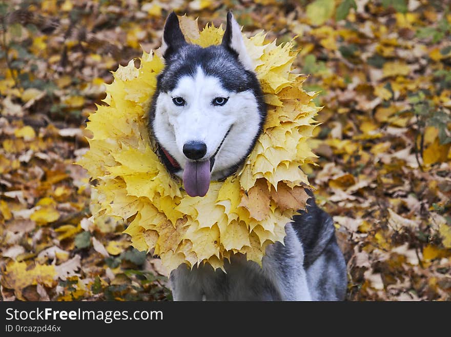 Autumn. A dog breed Husky with a wreath of maple leaves on his neck and tongue hanging out sits on the ground on fallen leaves. Autumn. A dog breed Husky with a wreath of maple leaves on his neck and tongue hanging out sits on the ground on fallen leaves.