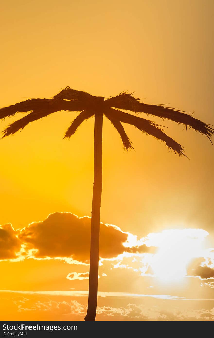 Palm trees against the sky, beach, sunset, tropical, los, summer, angeles, background, travel, landscape, coconut, nature, california, island, sea, beautiful, blue, ocean, vacation, coast, leaf, exotic, tourism, sunlight, resort, paradise, holiday, sand, cloud, scenic