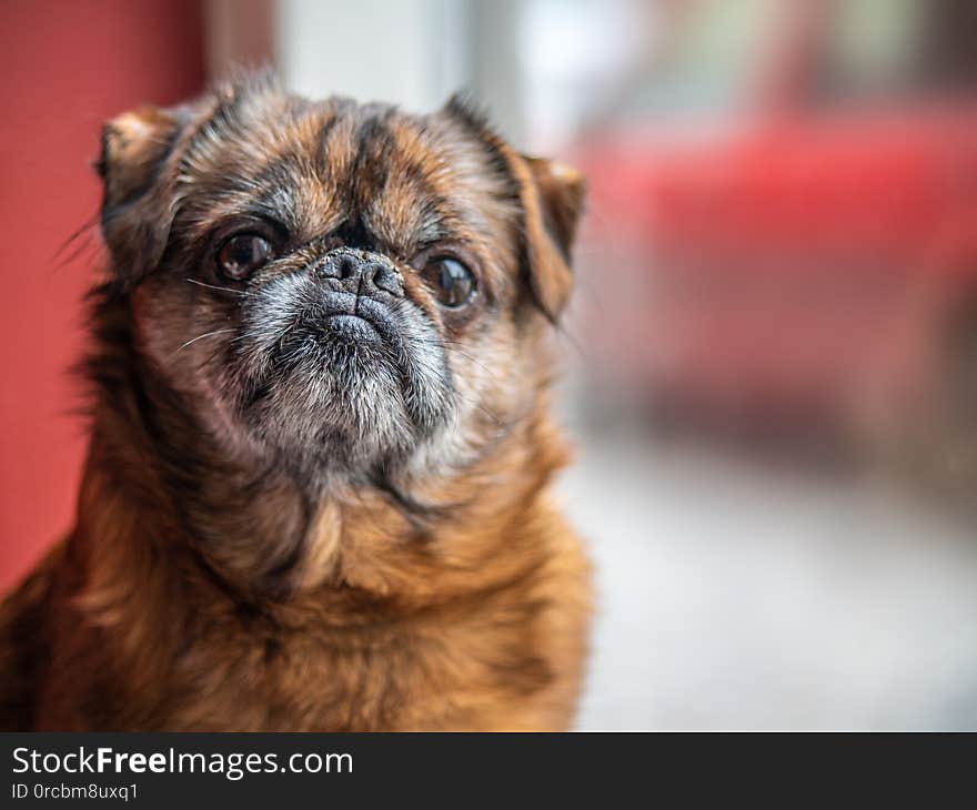 Old grumpy and lonely brown pud or bulldog sitting in front of the window waiting his owner from the work