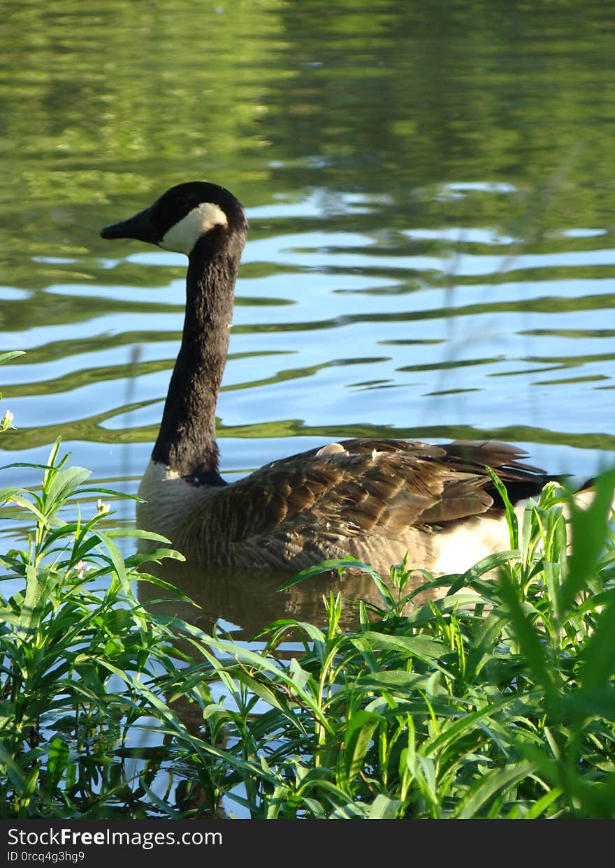 Heron Pond Area Columbus, Ohio. Heron Pond Area Columbus, Ohio