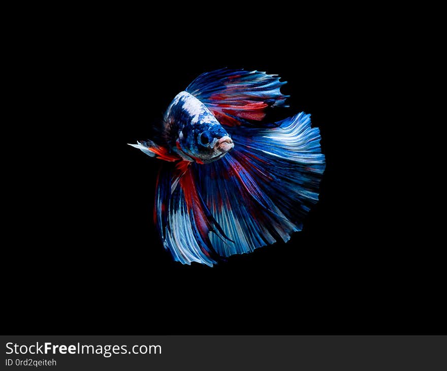 Action and movement of Thai fighting fish on a black background, Halfmoon Betta