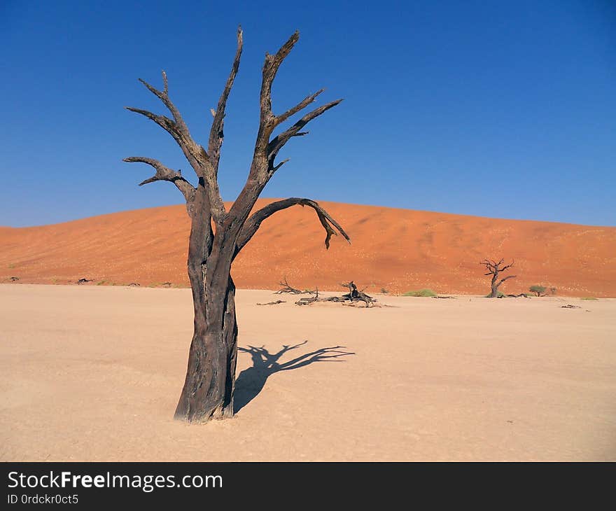 Africa. Lonely standing dry tree in the Sahara desert