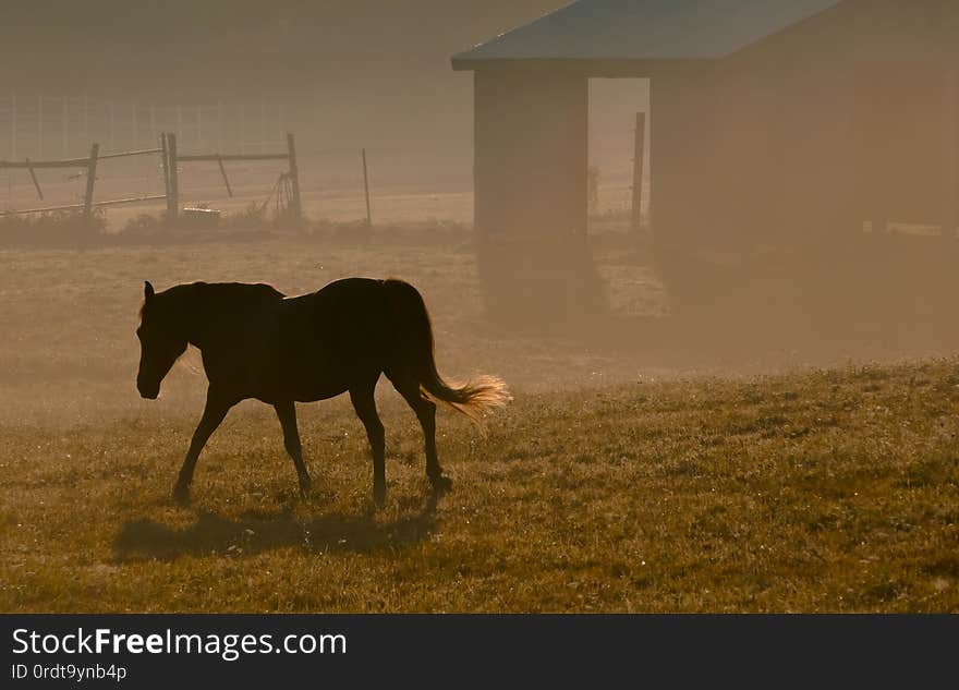 Horsing around on a Tuesday morning commute.