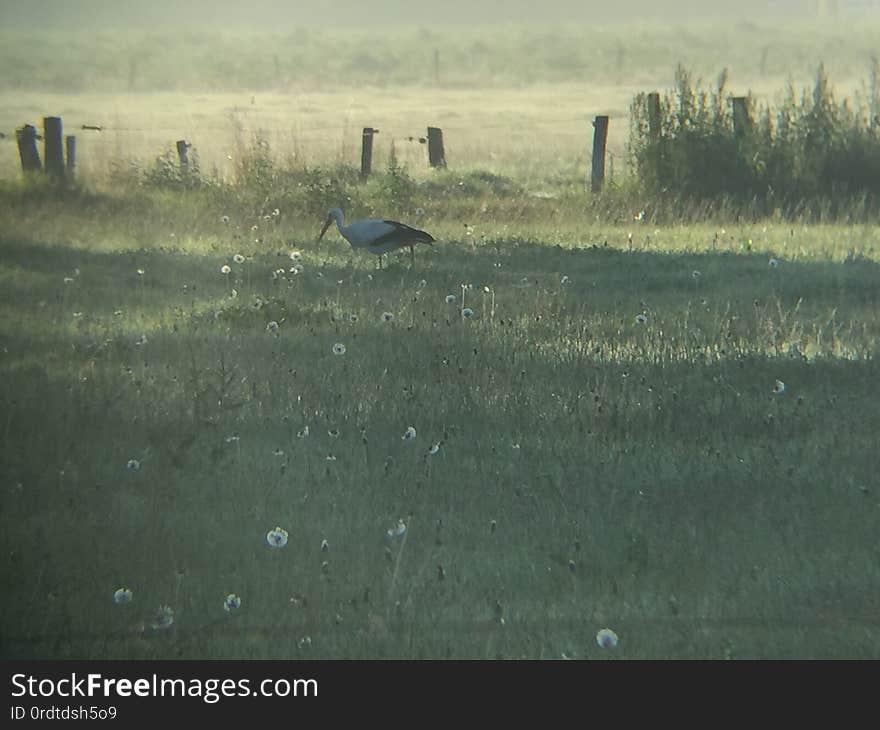 Early Stork With Fluff