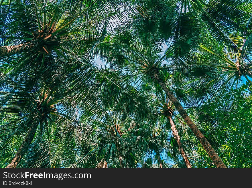 Beautiful outdoor nature with coconut palm tree and leaf on blue sky background