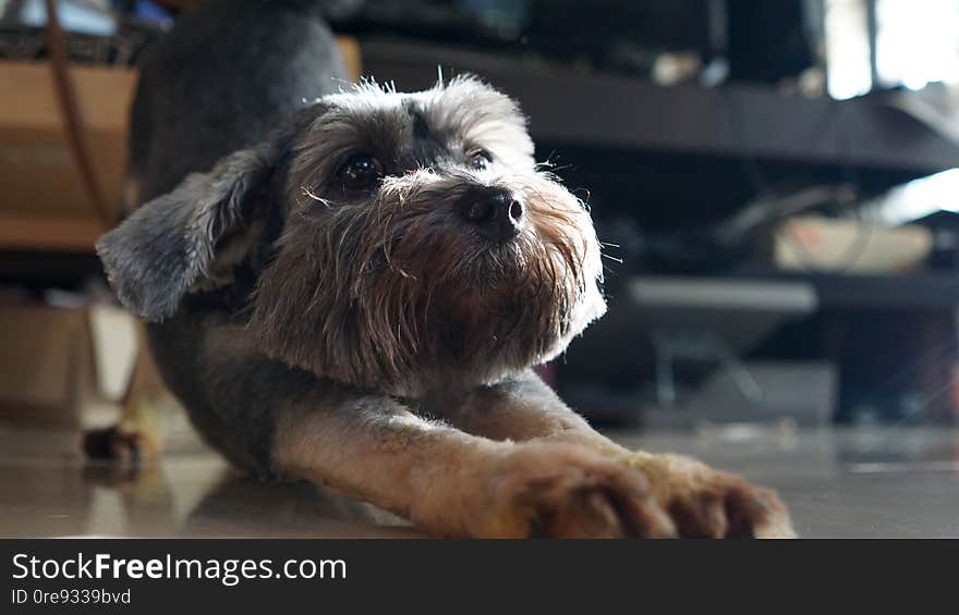 Black color mixed breed dog with big bright eyes lying down on the floor looking at the camera