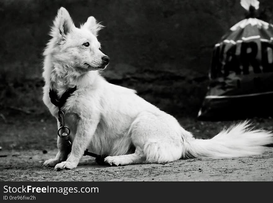 Domestic snowly wolf. Puppy, dog,black, nature, wildlife, vivid, dogblack, cute, pet, monochrome, pose