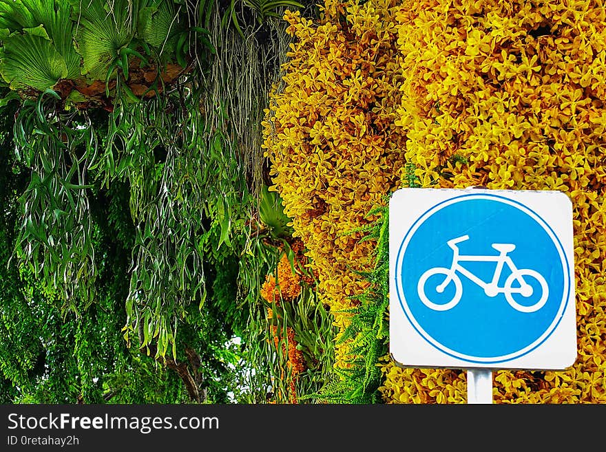 Contract for the bike lane in the city yellow orchid tree leaf
