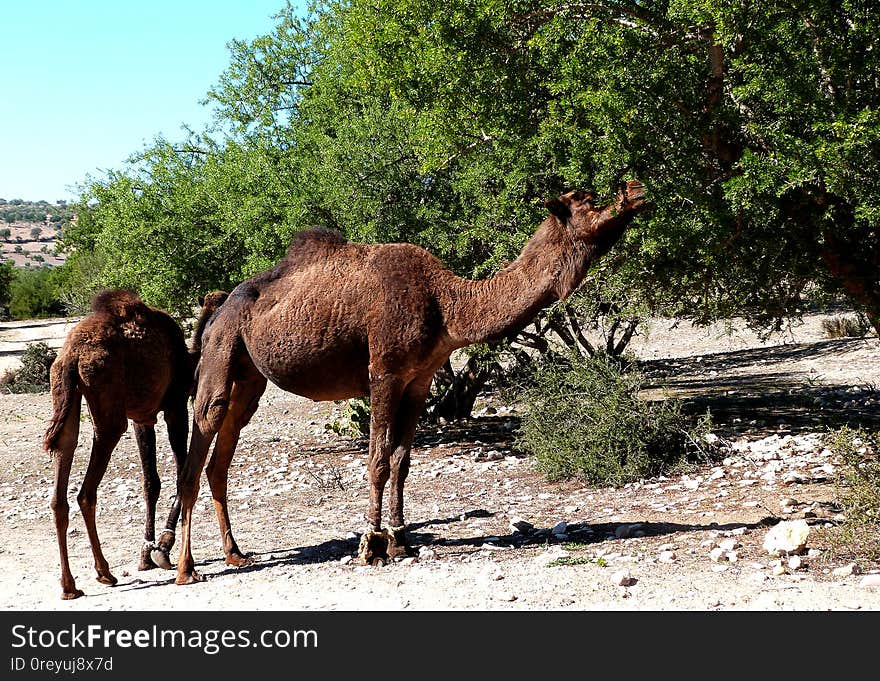 These camels were left to wander around, but with their front legs tied. Didn&#x27;t stop them from getting a good snack. - Morocco January 2014. Went to visit my grandma in Essauouira for the 2nd time since she moved there. Had a great time!. These camels were left to wander around, but with their front legs tied. Didn&#x27;t stop them from getting a good snack. - Morocco January 2014. Went to visit my grandma in Essauouira for the 2nd time since she moved there. Had a great time!