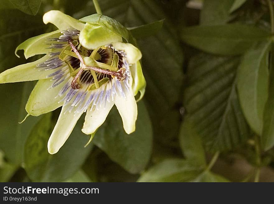 Passionflower