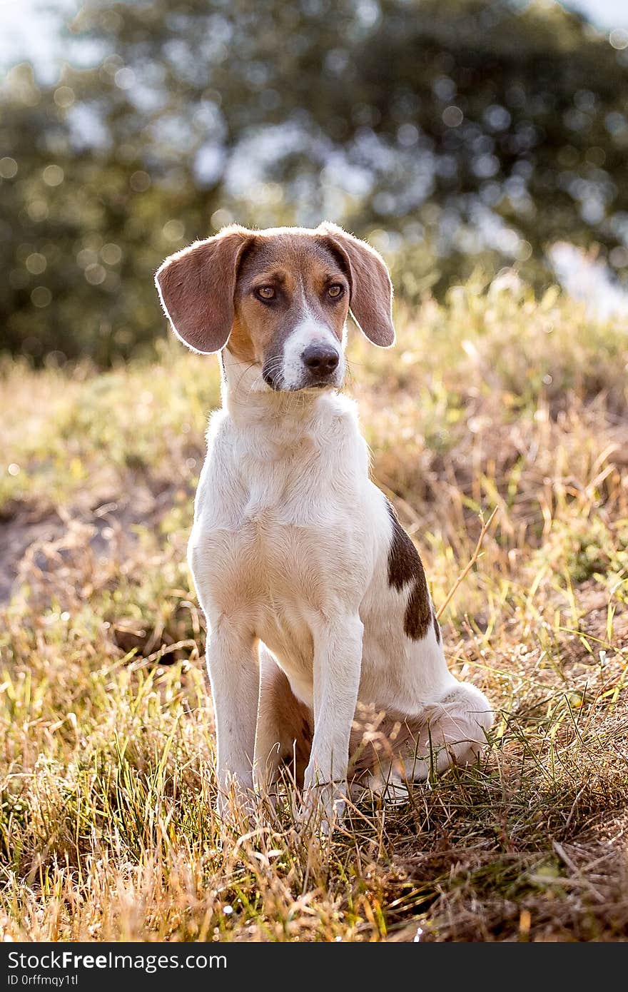 Dog of  breed Estonian hound   sits on the grass in sunny autumn weather_