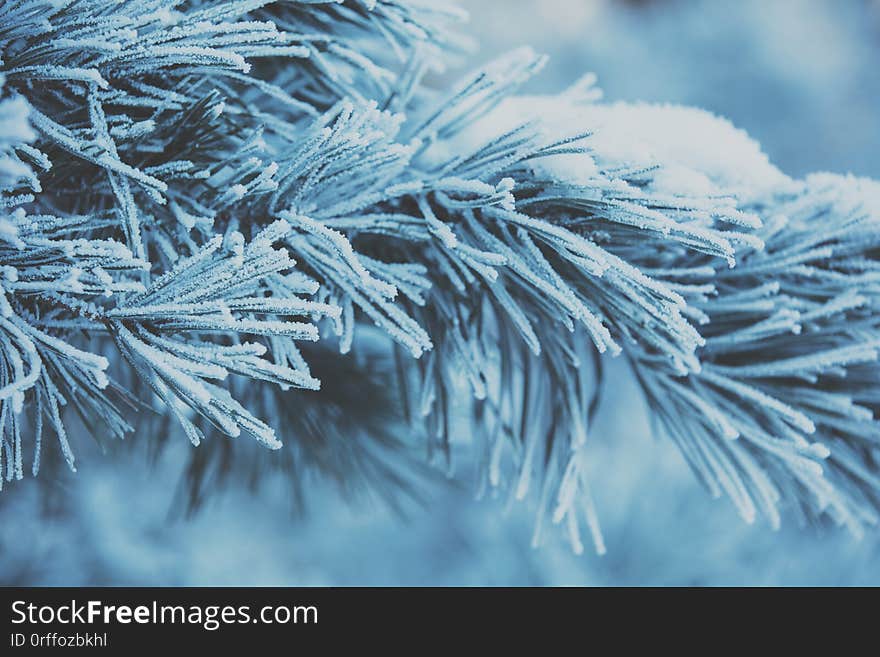 Pine branches covered with hoarfrost and snow. Nature winter background. Winter nature. Snowy forest. Christmas background