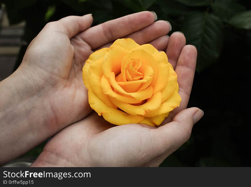 Female hands hold blooming roses. A garden in which a rose blooms. Beautiful rose growing in the garden