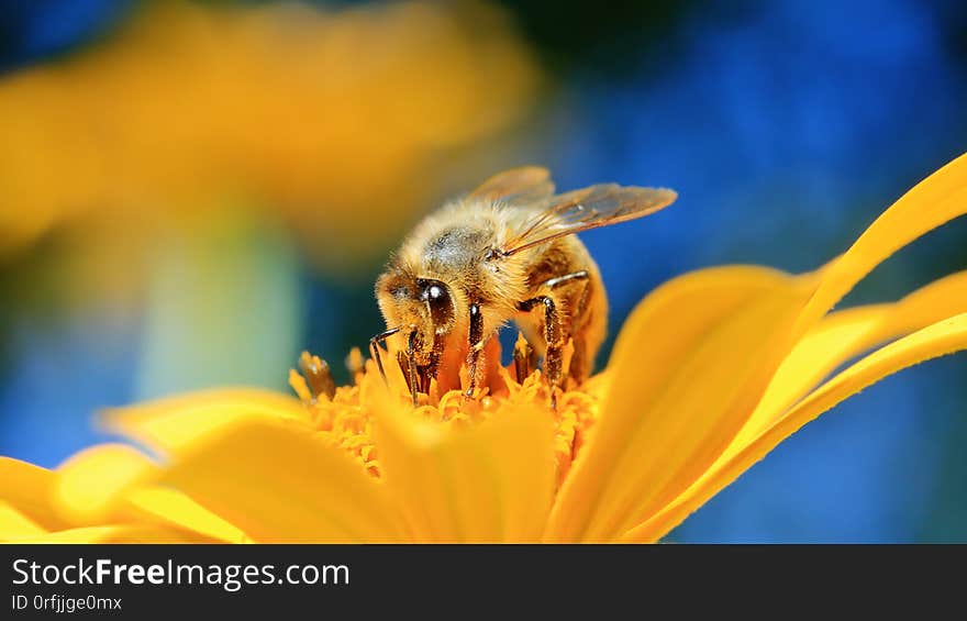 Honey Bee And Flower