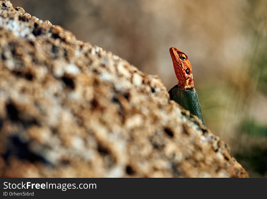 Beautiful male agama on a rock in the Spitzkoppe area in Namibia