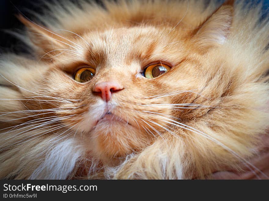 Ginger cat looking down into the camera.