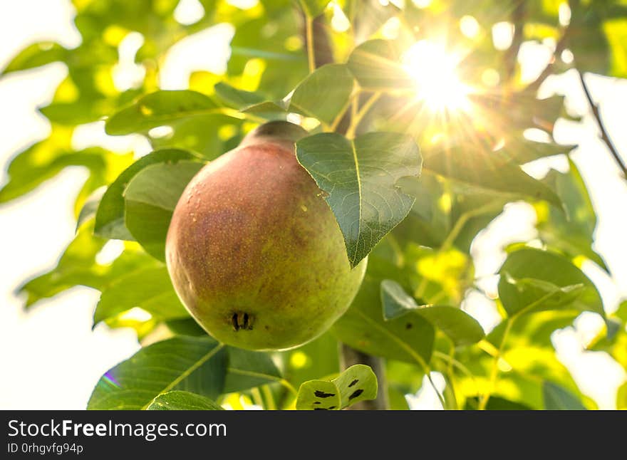 Ripe, juicy pear hangs on a branch of a pear tree, the sun Peeps through the leaves