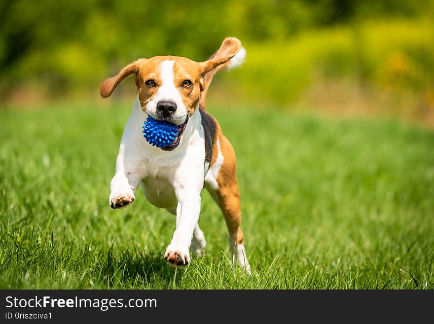 Beagle dog runs through green meadow towards camera