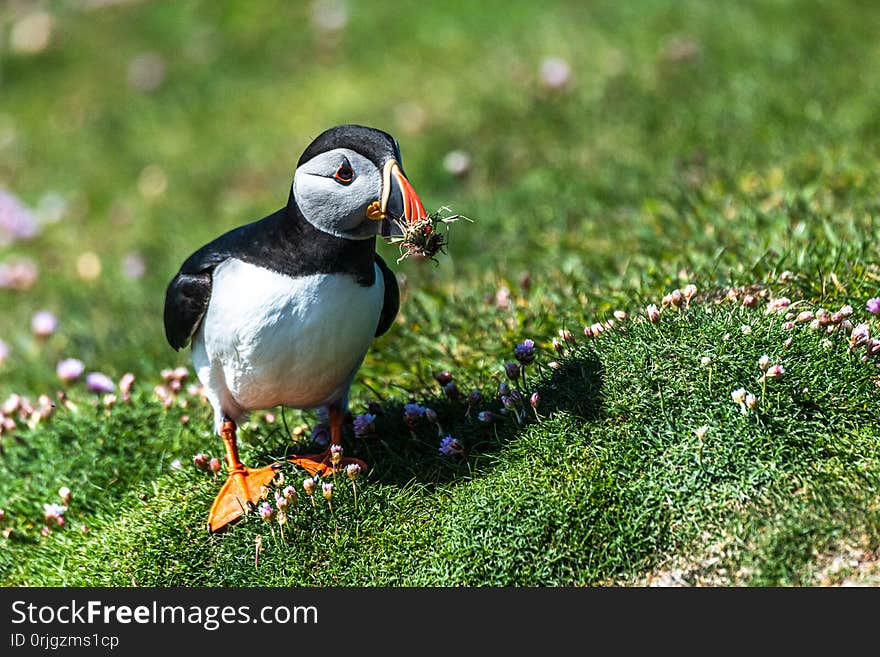 Arctic puffin with grass at the orange beak. Arctic puffin with grass at the orange beak