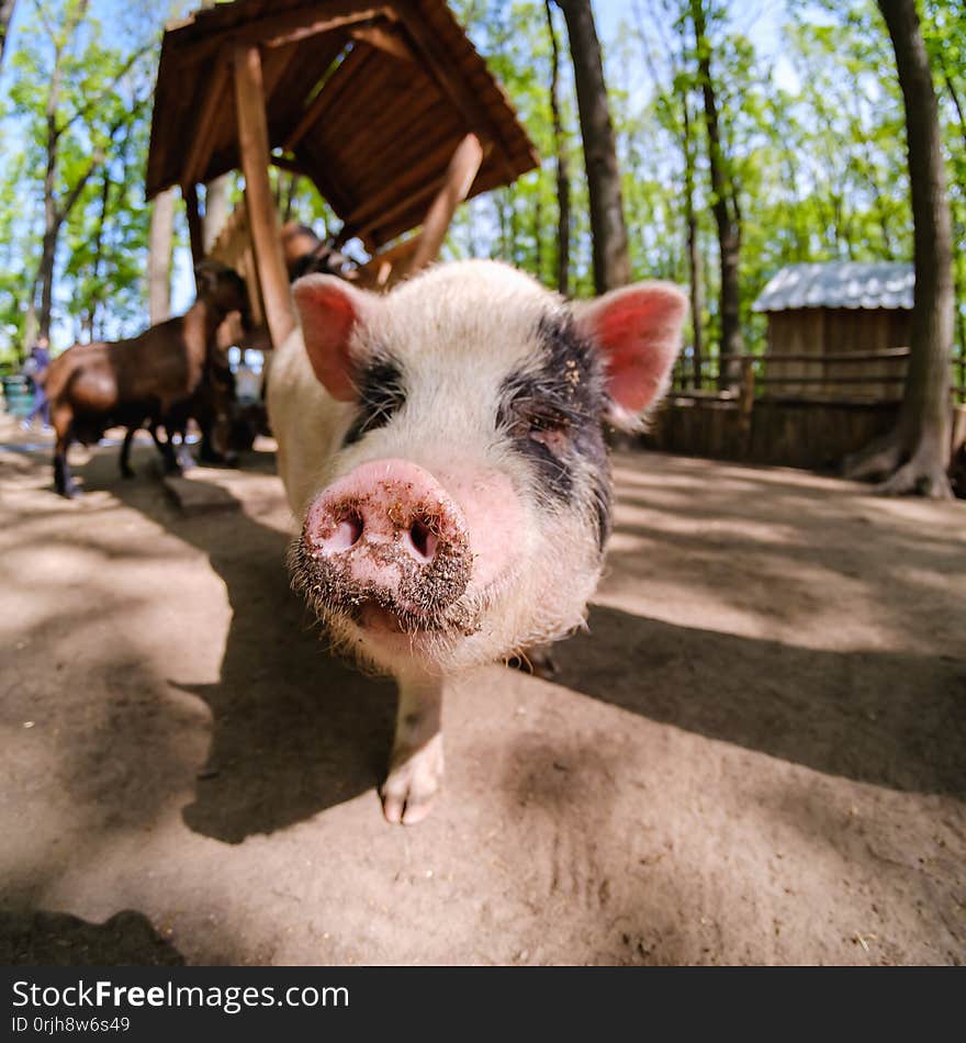 Pig animal on farm, mammal domestic nose,  close-up