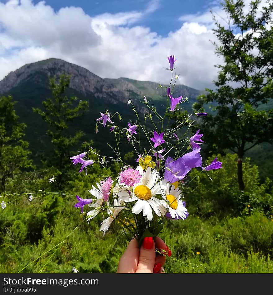 Pick some colorful flowers!