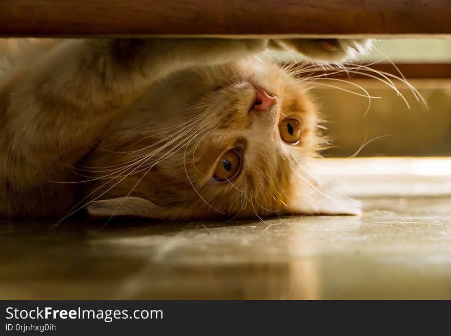 Big cat at home. Eye, eyea, eyes, ear, nise, nose, fur, closeup, pets, mammals