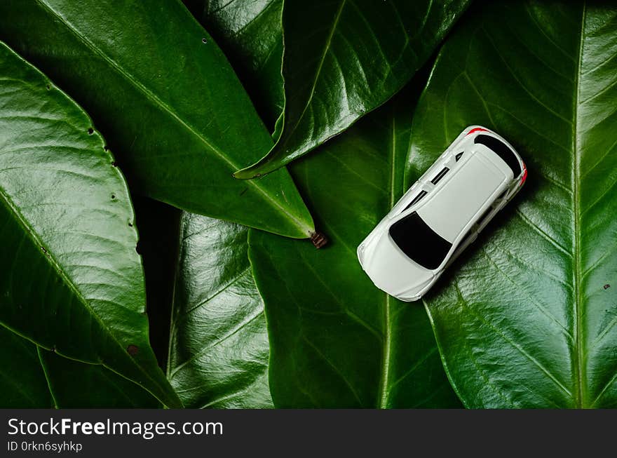 Cars and leaves that represent the use of environmentally friendly energy