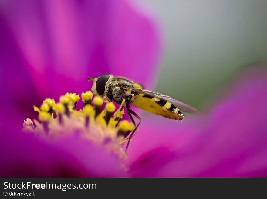 Macro of Eupeodes corollae fly on pink wild flower feeding on nectar. Macro of Eupeodes corollae fly on pink wild flower feeding on nectar