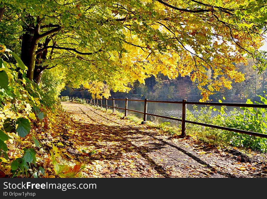 Beautiful autumn green and yellow trees filled with sun. Trail near the water. Beautiful autumn green and yellow trees filled with sun. Trail near the water.