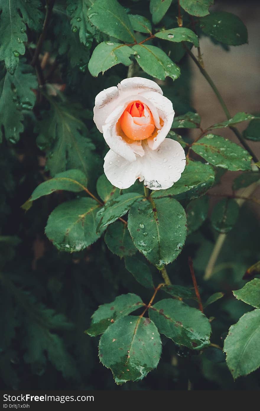 Creamy beautiful rose in summer garden in countryside on flowerbed